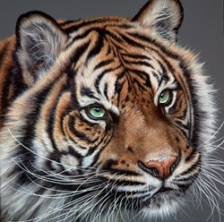 Still Tiger by Gina Hawkshaw - Original Painting on Box Canvas sized 30x30 inches. Available from Whitewall Galleries
